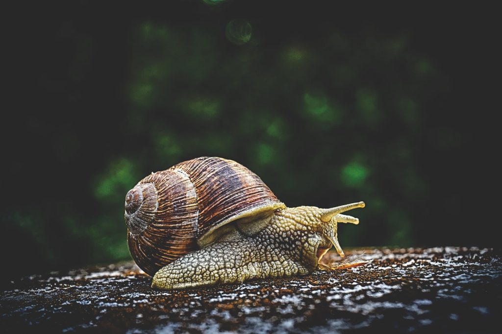 snail on the ground