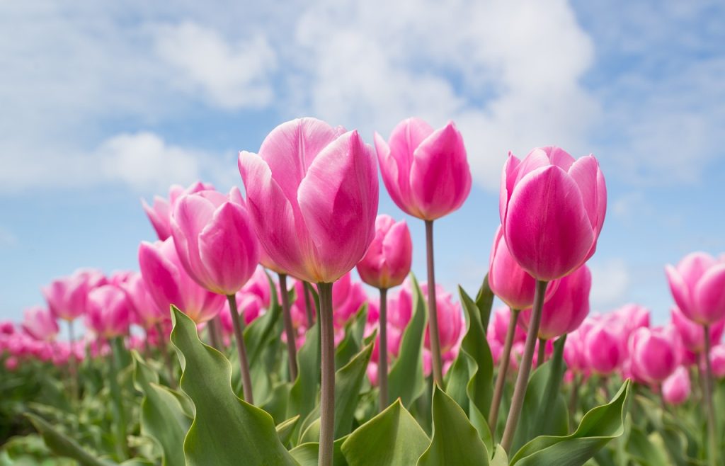 pink tulips on a sunny spring day