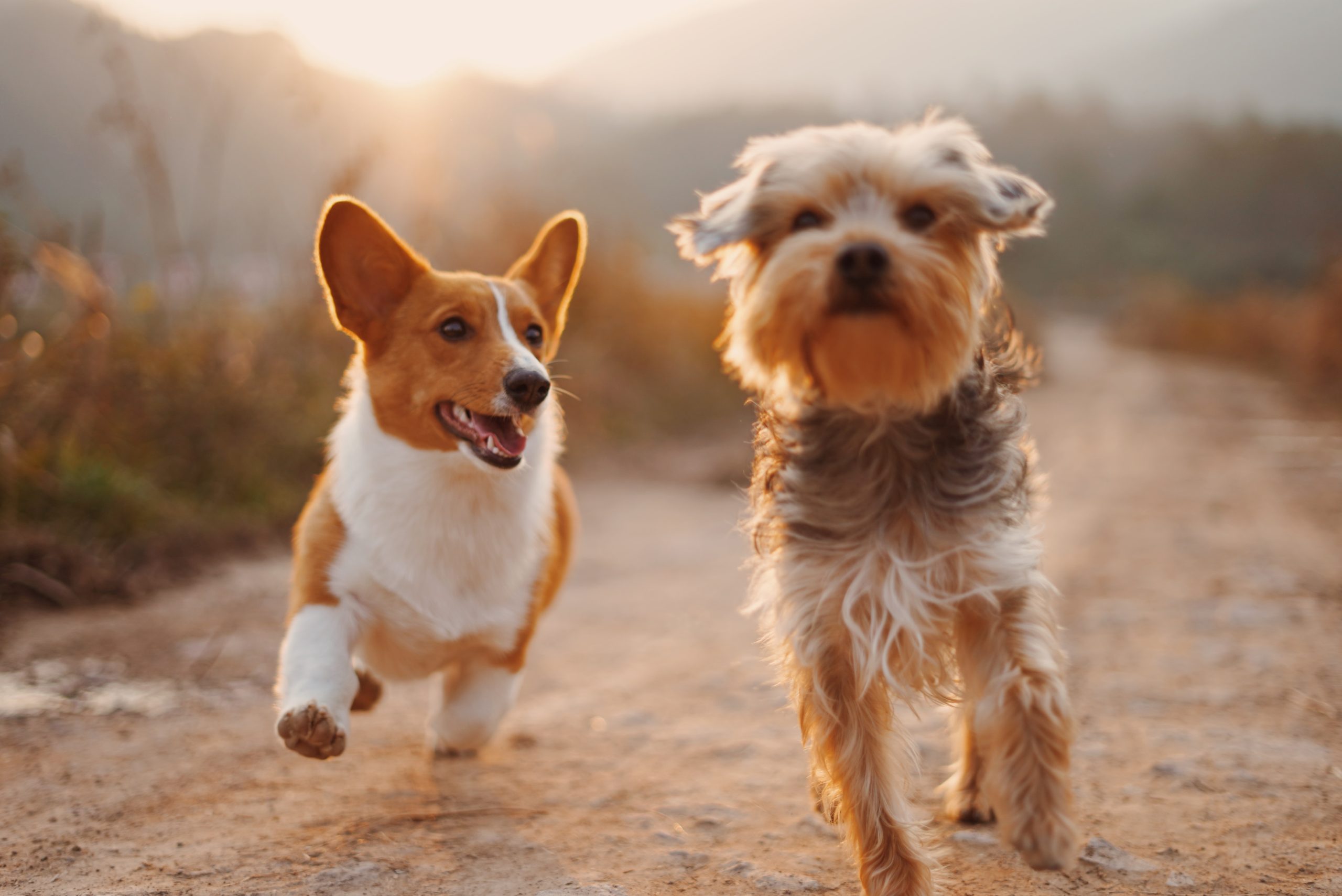 Two dog friends running