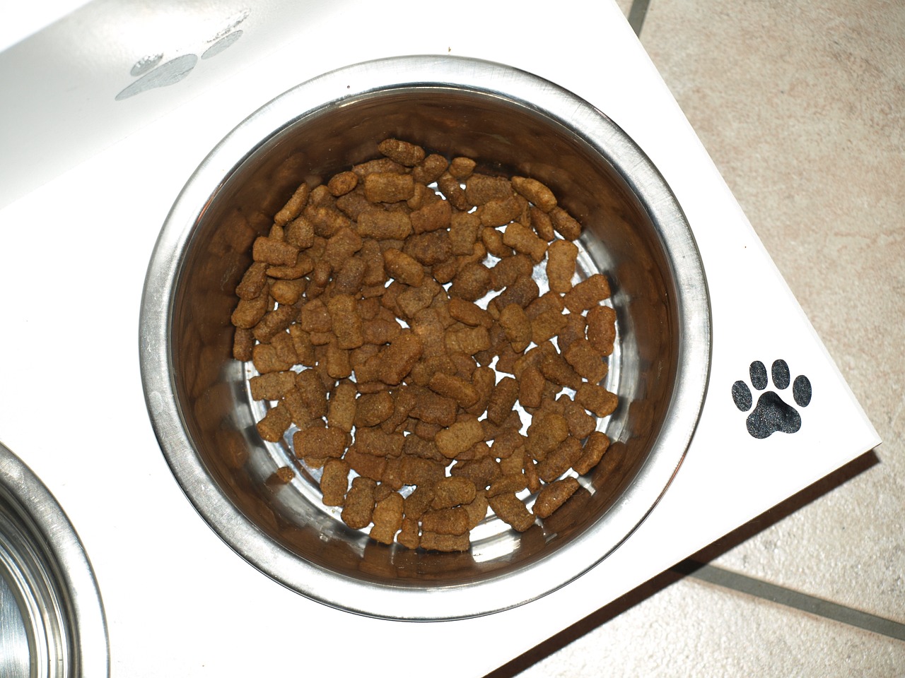 bowl of dog kibble