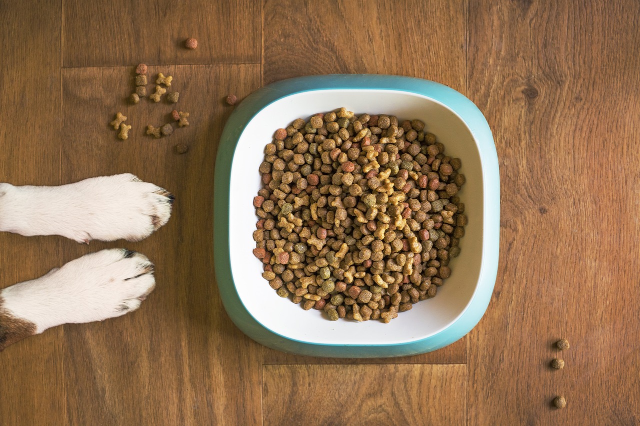 Dog bowl and food