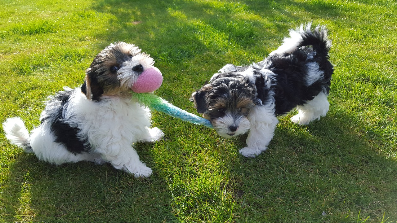 Twwo Biewer Terrier puppies playing with a toy