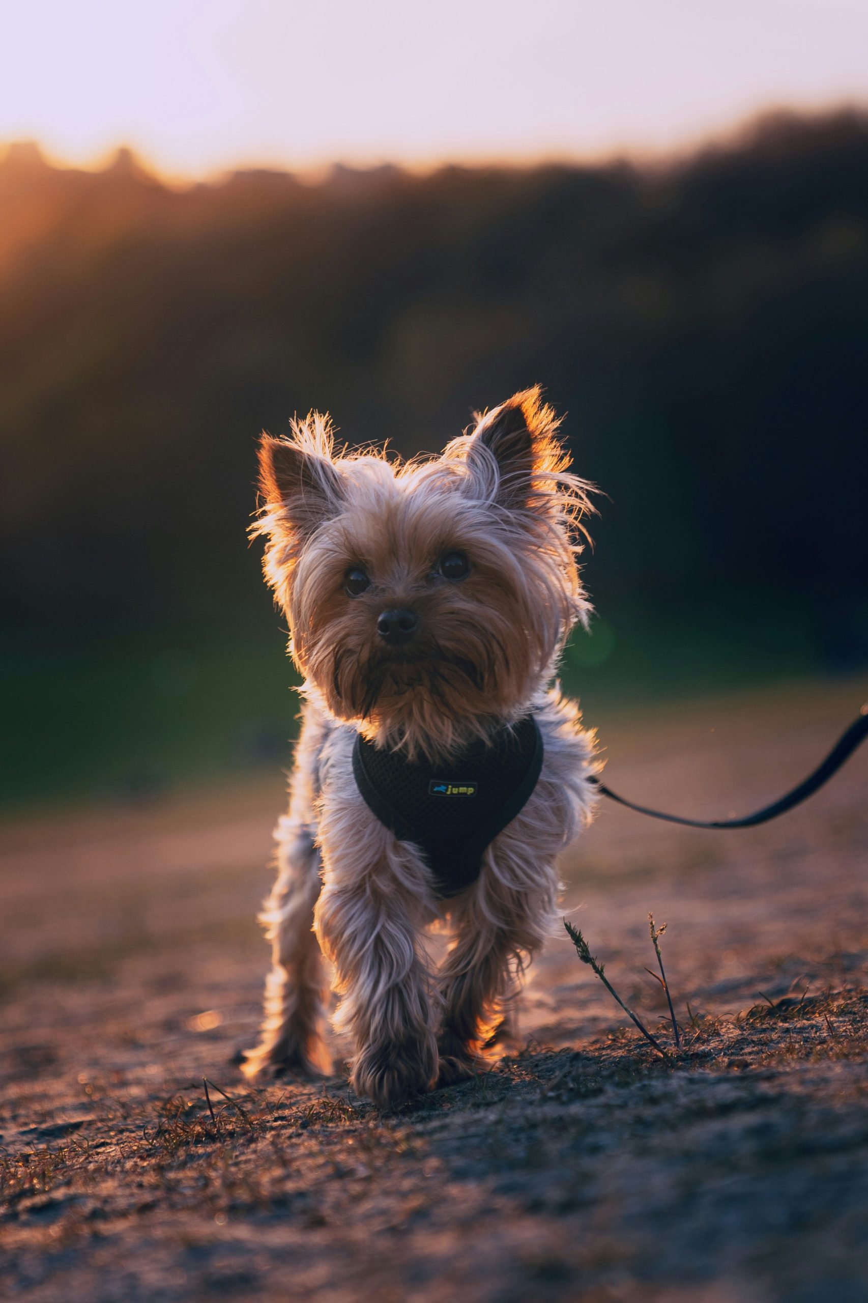 Biewer Terrier on a walk