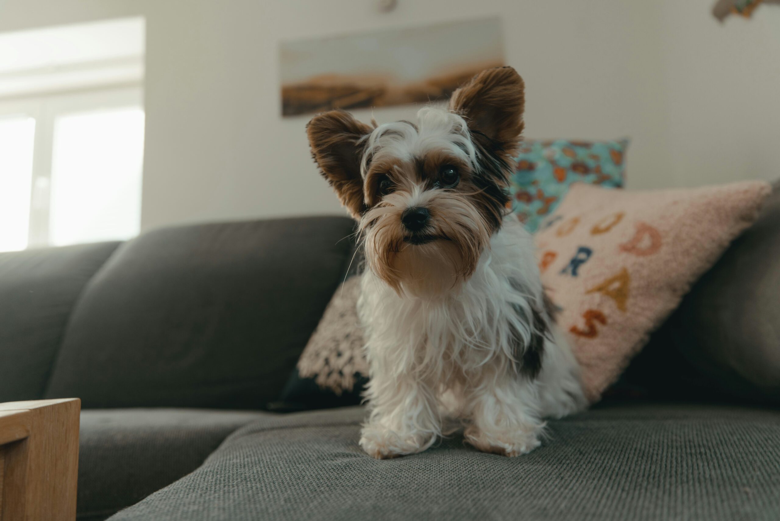 Biewer Terrier sitting on a sofa