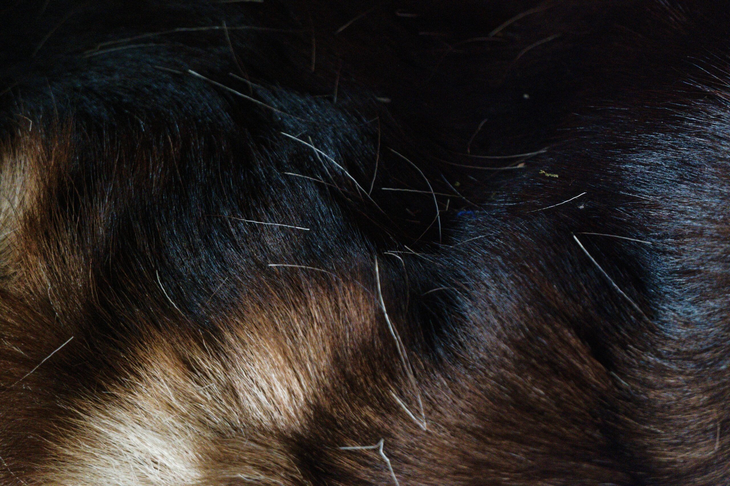 Close up of dark dog hair